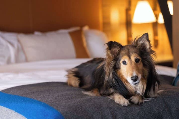Pet-friendly amenities